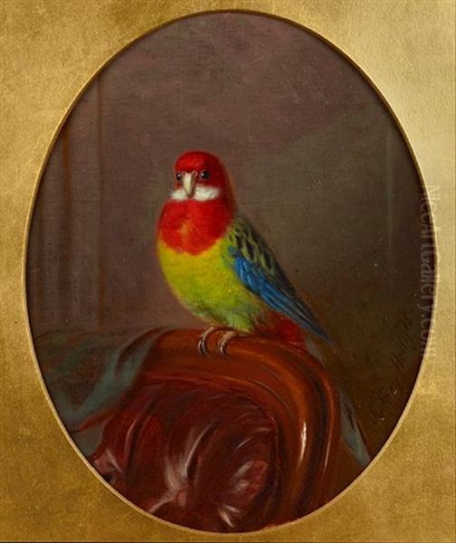 Parakeet, Study Oil Painting by Sydney Hodges