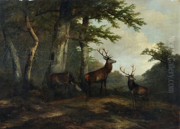 Rotwild Auf Einer Waldlichtung Oil Painting by Georg Hoehn