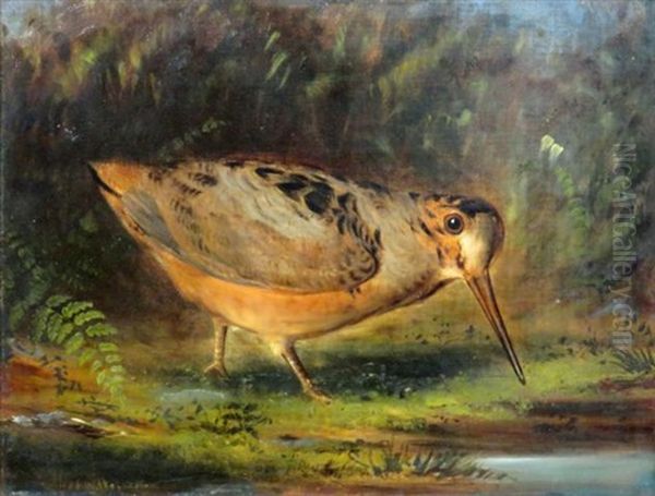 Woodcock Oil Painting by Wakeman Holberton