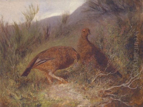 Grouse On The Moor Oil Painting by Abel Hold