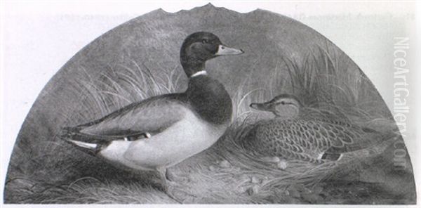 Mallard And Drake On Her Nest Amongst Reeds Oil Painting by Abel Hold