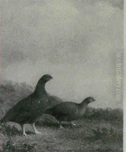 A Brace Of Grouse Oil Painting by Abel Hold