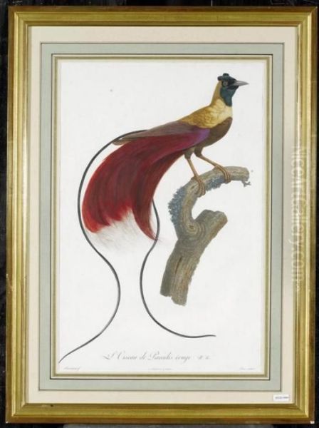 L'oiseau De Paradis Rouge Oil Painting by Jacques Barraband