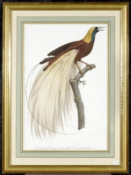 Le Grand Oiseau De Paradis Emeraude Oil Painting by Jacques Barraband