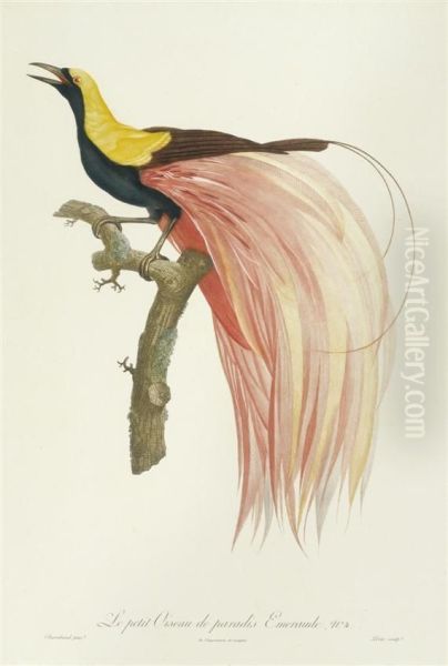 Le Petit Oiseau De Paradis Emeraude No.4. Oil Painting by Jacques Barraband