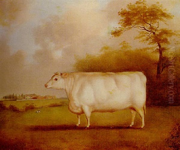 The White Shorthorn Heifer 