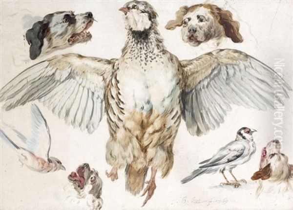 Feuille D'etudes: Perdrix Rouge, Tetes De Chiens Et Oiseaux (study) Oil Painting by Jean Baptiste Huet