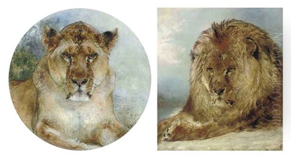 Resting Lion (+ Lioness; 2 Works) Oil Painting by William Huggins