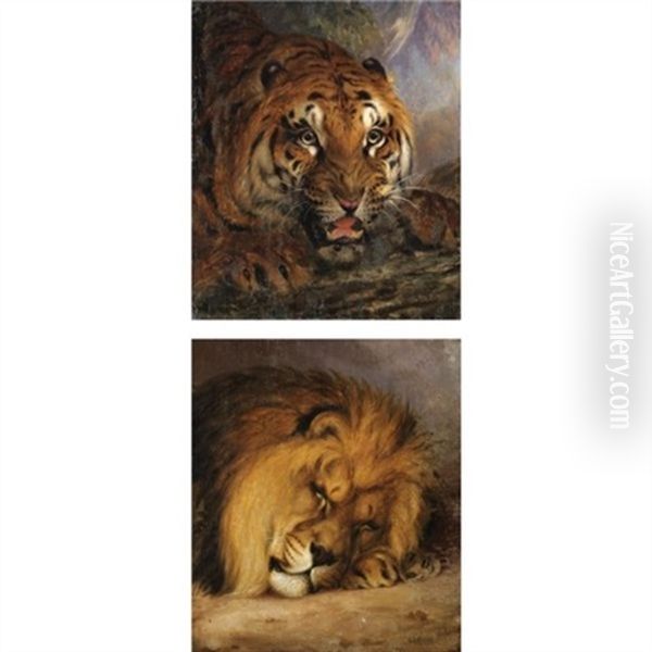 A Bengal Tiger (+ And A Sleeping Lion; Pair) Oil Painting by William Huggins