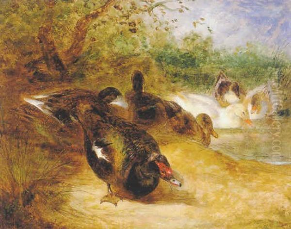 Ducks Oil Painting by William Huggins