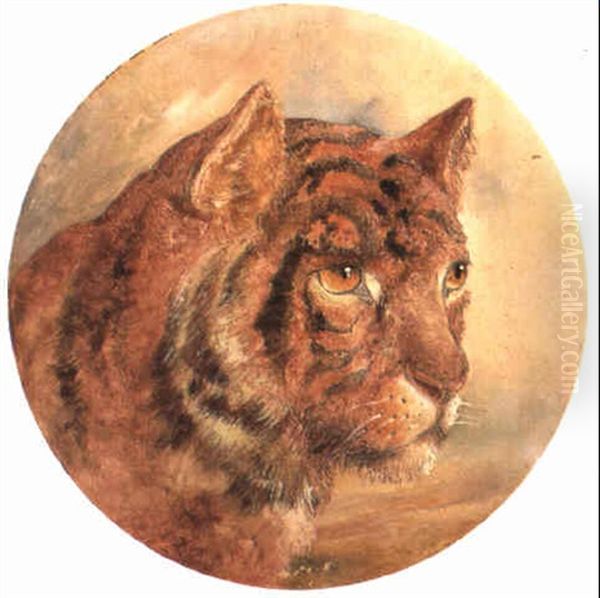 Study Of A Wild Cat's Head Oil Painting by William Huggins