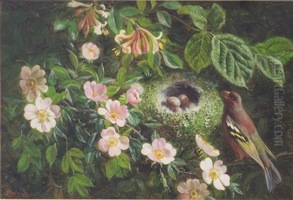 Greenfinch By Its Nest Amongst Blossom, Chaffinch By Its Nest Amongst Blossom (a Pair) Oil Painting by William Hughes