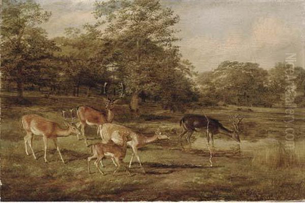 Stags And Hinds Oil Painting by Thomas Barrett