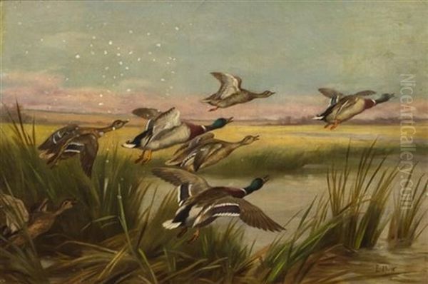 The Alarm Or Mallards Oil Painting by Edgar Hunt