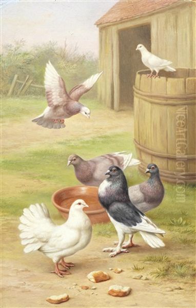 Doves In A Farmyard Oil Painting by Edgar Hunt