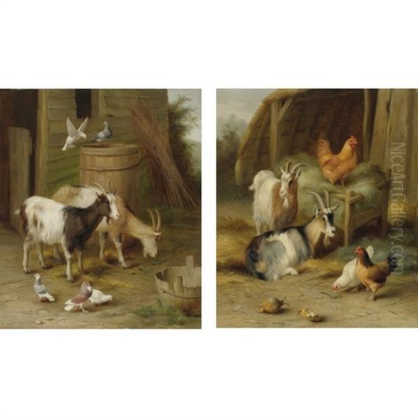 Goats And Pigeons (+ Goats And Chickens; 2 Works) Oil Painting by Edgar Hunt