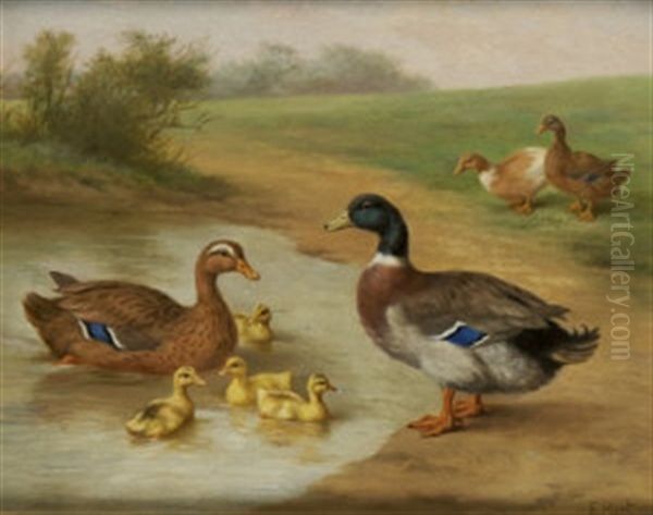 Ducks By A Pond Oil Painting by Edgar Hunt