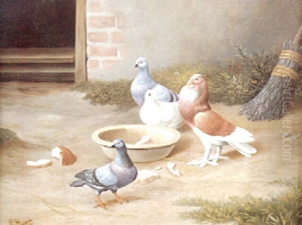 Pigeons Feeding Oil Painting by Edgar Hunt