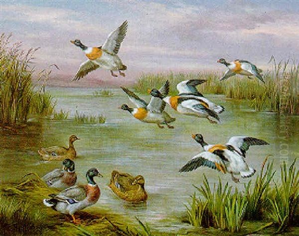 Shelduck And Mallard On A Reeded Bank Oil Painting by Edgar Hunt