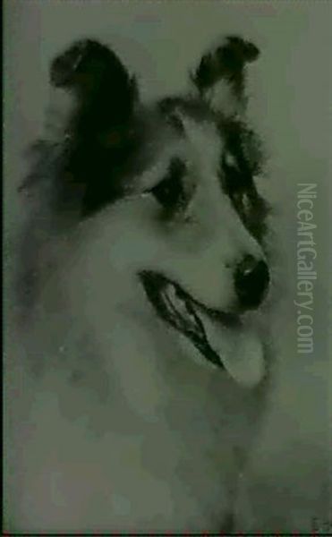 A Head Study Of A Collie Oil Painting by Edgar Hunt