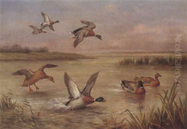 Mallards Landing Oil Painting by Edgar Hunt