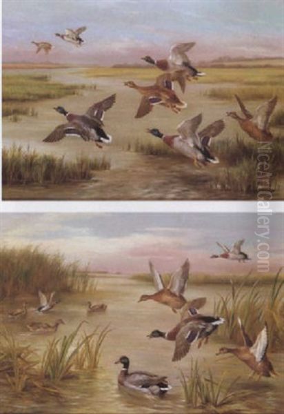 Mallards In Flight Oil Painting by Edgar Hunt