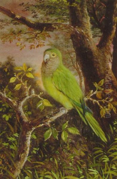 Parrot On A Branch Oil Painting by John O'Brien Inman