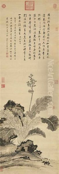 Chinese Cabbage by  Jiang Tingxi