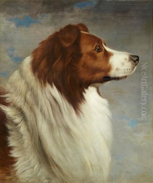 Collie Head Oil Painting by David Johnson