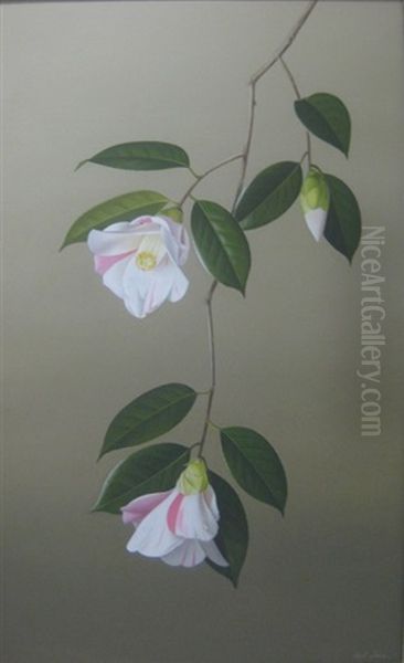 Pink And White Camellias (carillon) (study) Oil Painting by Paul Jones