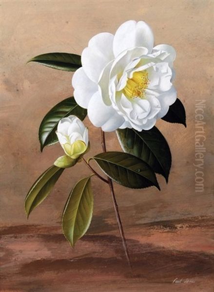 White Camellia Oil Painting by Paul Jones