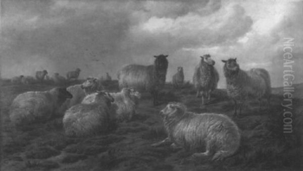 Highland Sheep On An Outcrop Oil Painting by Charles Jones