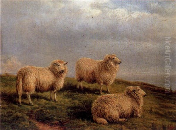 South Down Sheep Oil Painting by Charles Jones