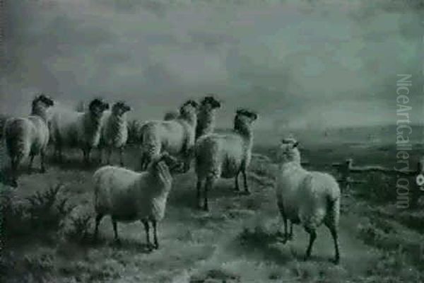 Flock Of Sheep Watching The Hunt Oil Painting by Charles Jones