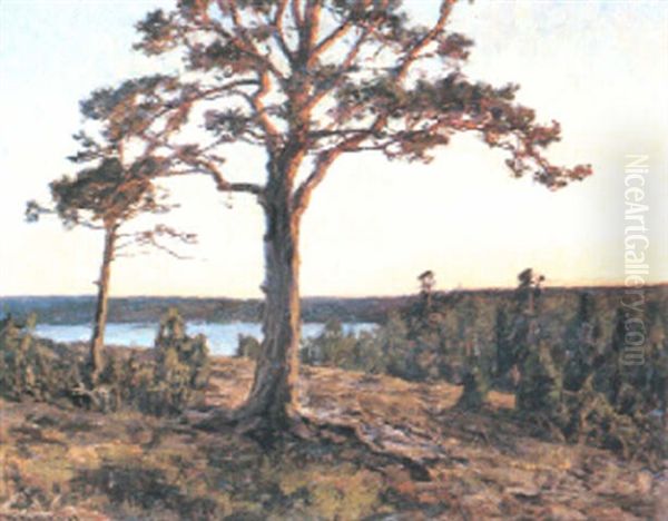 Tallskog I Manljus Oil Painting by Gottfried Kallstenius