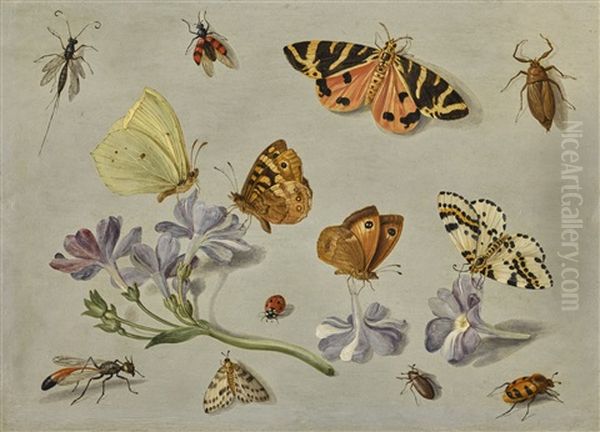 Butterflies, A Moth, Ladybird And Other Insects With A Sprig Of Auricula Oil Painting by Jan van Kessel the Elder