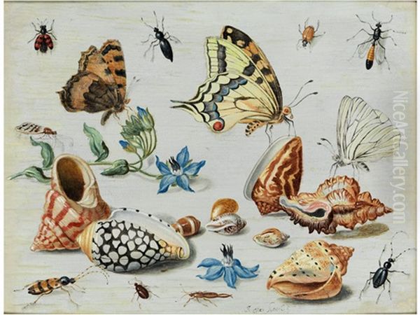 Muscheln, Schmetterlinge, Blumen Und Insekten Auf Weisem Grund Oil Painting by Jan van Kessel the Elder