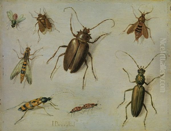 Insekten-studie Oil Painting by Jan van Kessel the Elder