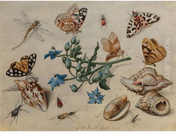 Schmetterlinge, Muscheln, Insekten Und Blutenzweig Oil Painting by Jan van Kessel the Elder