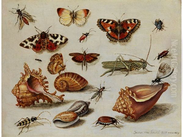 Insekten, Muscheln Und Bluten Oil Painting by Jan van Kessel the Elder