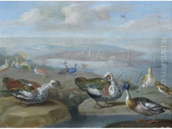 Malao (?somalia, Africa): Egyptian Geese, A Red Breasted Merganser And Other Birds On A Shore, A Town Beyond Oil Painting by Jan van Kessel the Elder