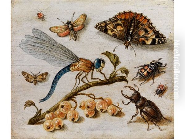 Grosse Libelle Zwischen Hirschkafer, Schmetterling Und Insekten Oil Painting by Jan van Kessel the Elder