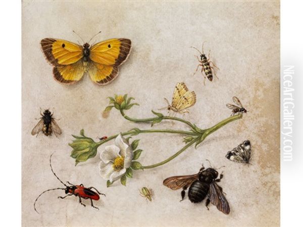 Blutenstangel Einer Butterblume, Umgeben Von Insekten Und Schmetterlingen by Jan van Kessel the Elder