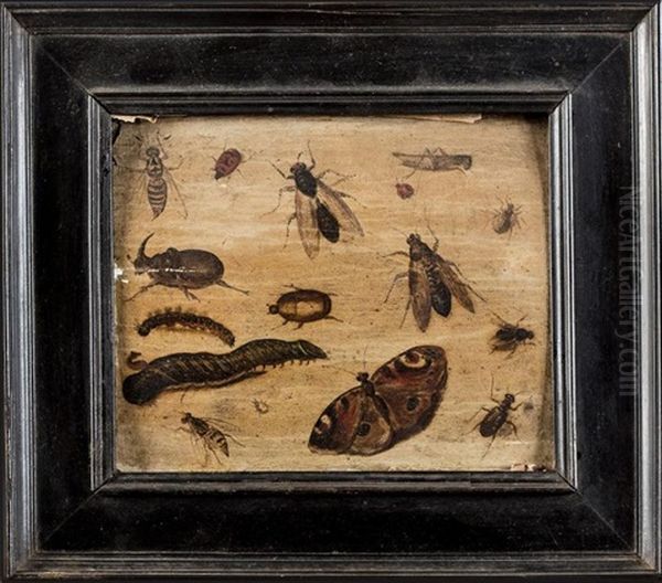 Etude D'insectes (study) Oil Painting by Jan van Kessel the Elder