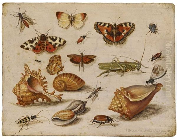 Insekten, Muscheln Und Schmetterlinge Oil Painting by Jan van Kessel the Elder