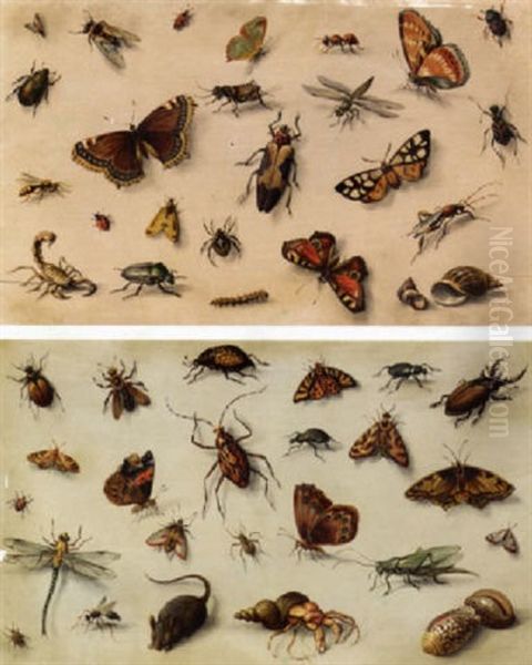 Studies Of Insects, Shells And A Mouse Oil Painting by Jan van Kessel the Elder