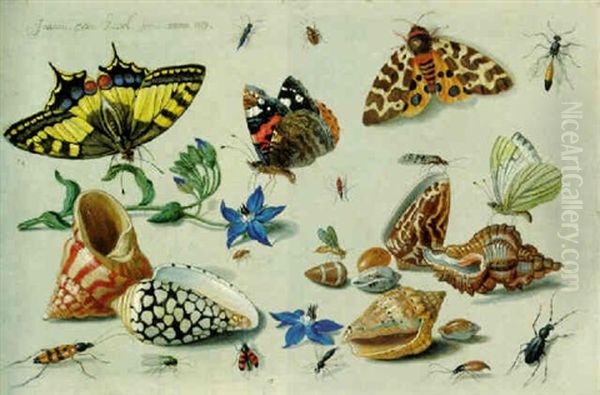 A Swallowtail, A Red Admiral And Other Insects, Harebell Flowers And Assorted Shells Oil Painting by Jan van Kessel the Elder