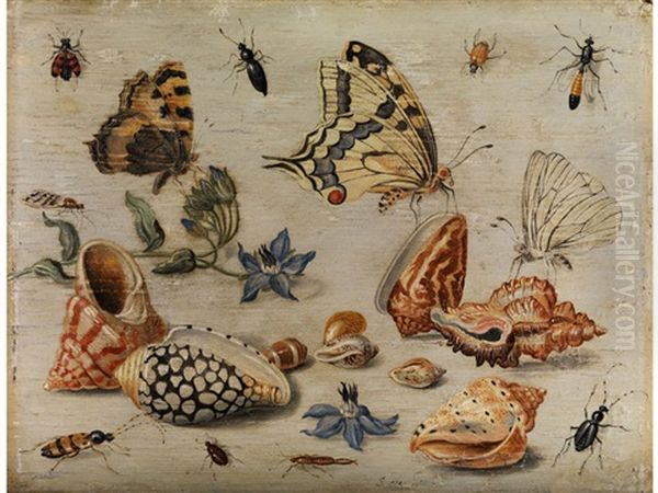 Muscheln, Schmetterlinge, Blumen Und Insekten Auf Weissem Grund Oil Painting by Jan van Kessel