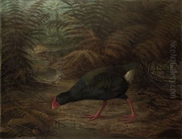 A Moho Takahe, Notornis Mantelli Oil Painting by Johannes Gerardus Keulemans