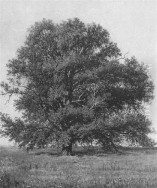 An Old Tree Oil Painting by John Ross Key